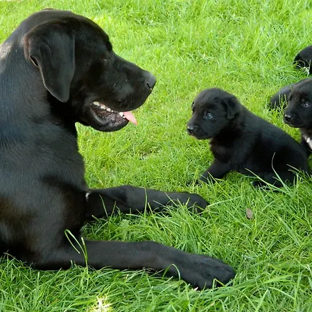 Hétvégi ház Al Torcol Agriturismo